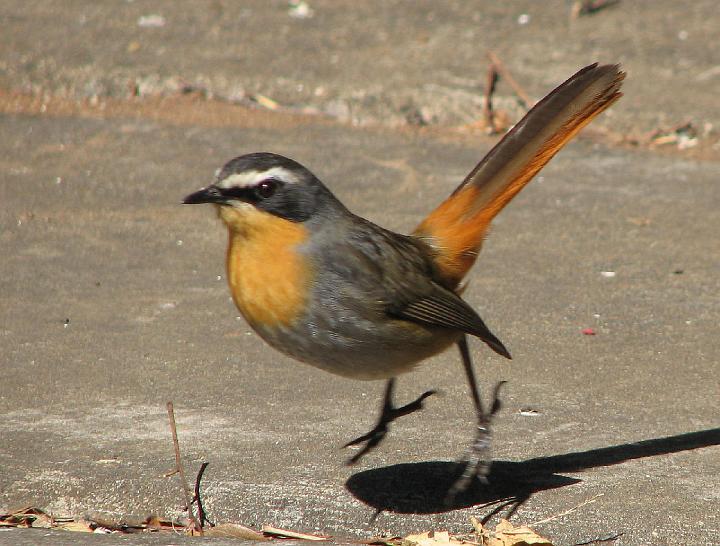 Janfrederik spring2.JPG